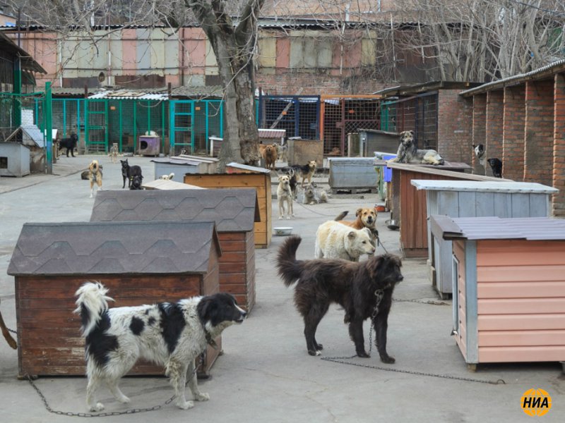 Центры помощи бездомным животным